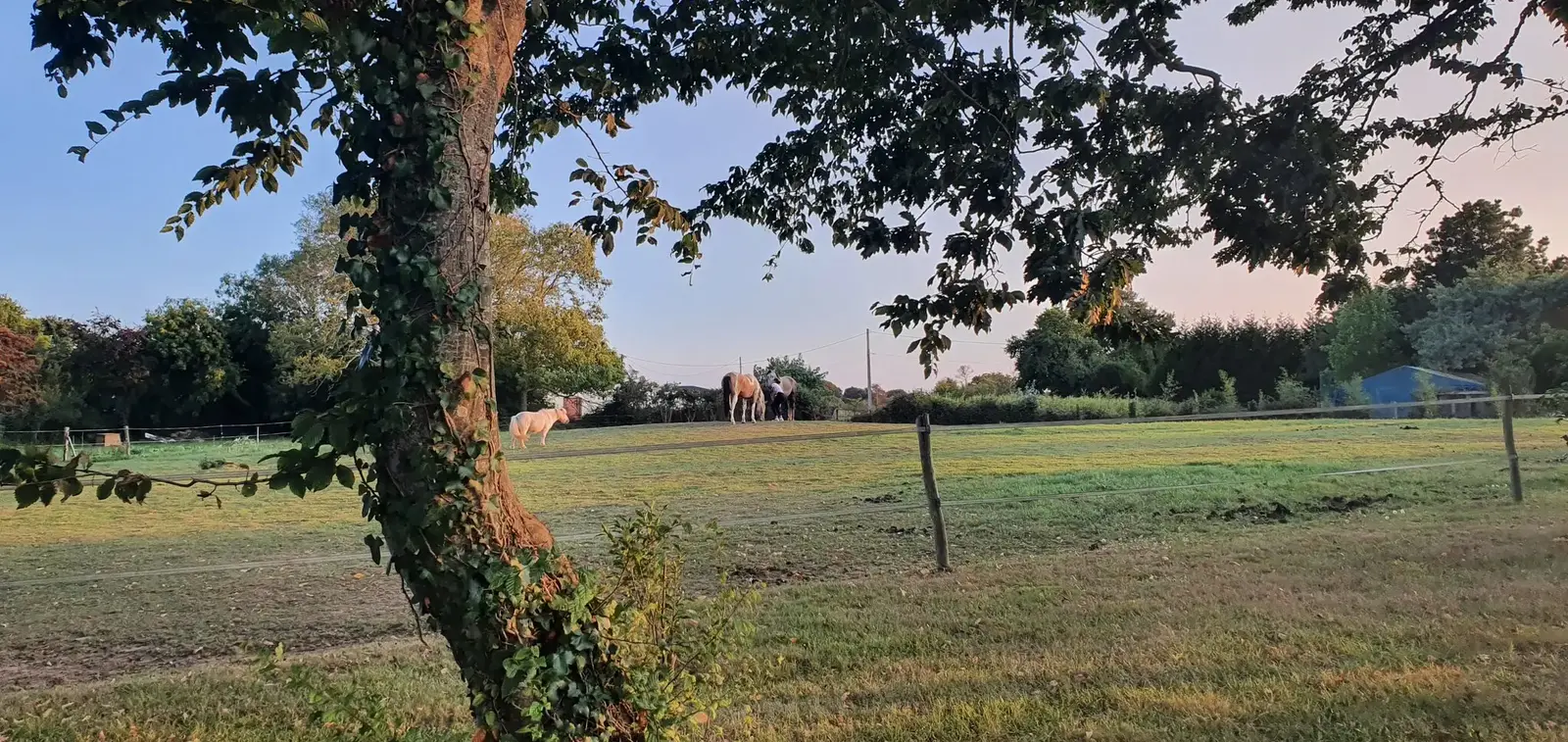 Coucher de soleil sur le pré avec chevaux au Domaine de l'Entre-Deux