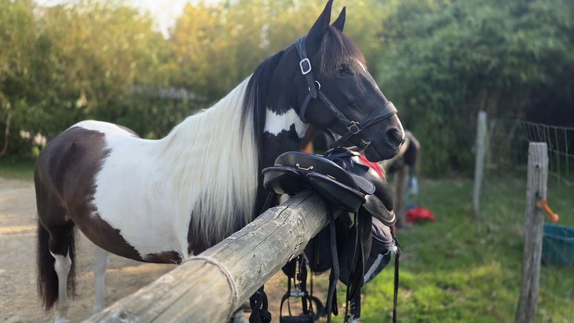 Espace extérieur sécurisé chevaux - Domaine de l'Entre-Deux Plévenon Bretagne