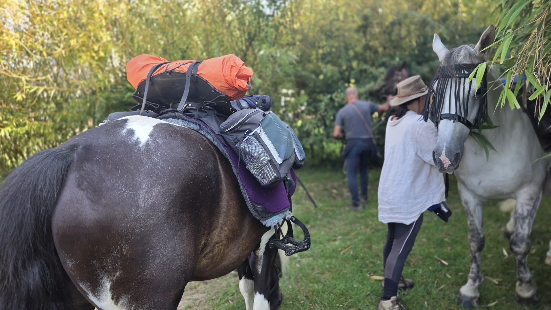 Enclos chevaux campagne bretonne - Domaine de l'Entre-Deux Plévenon Bretagne