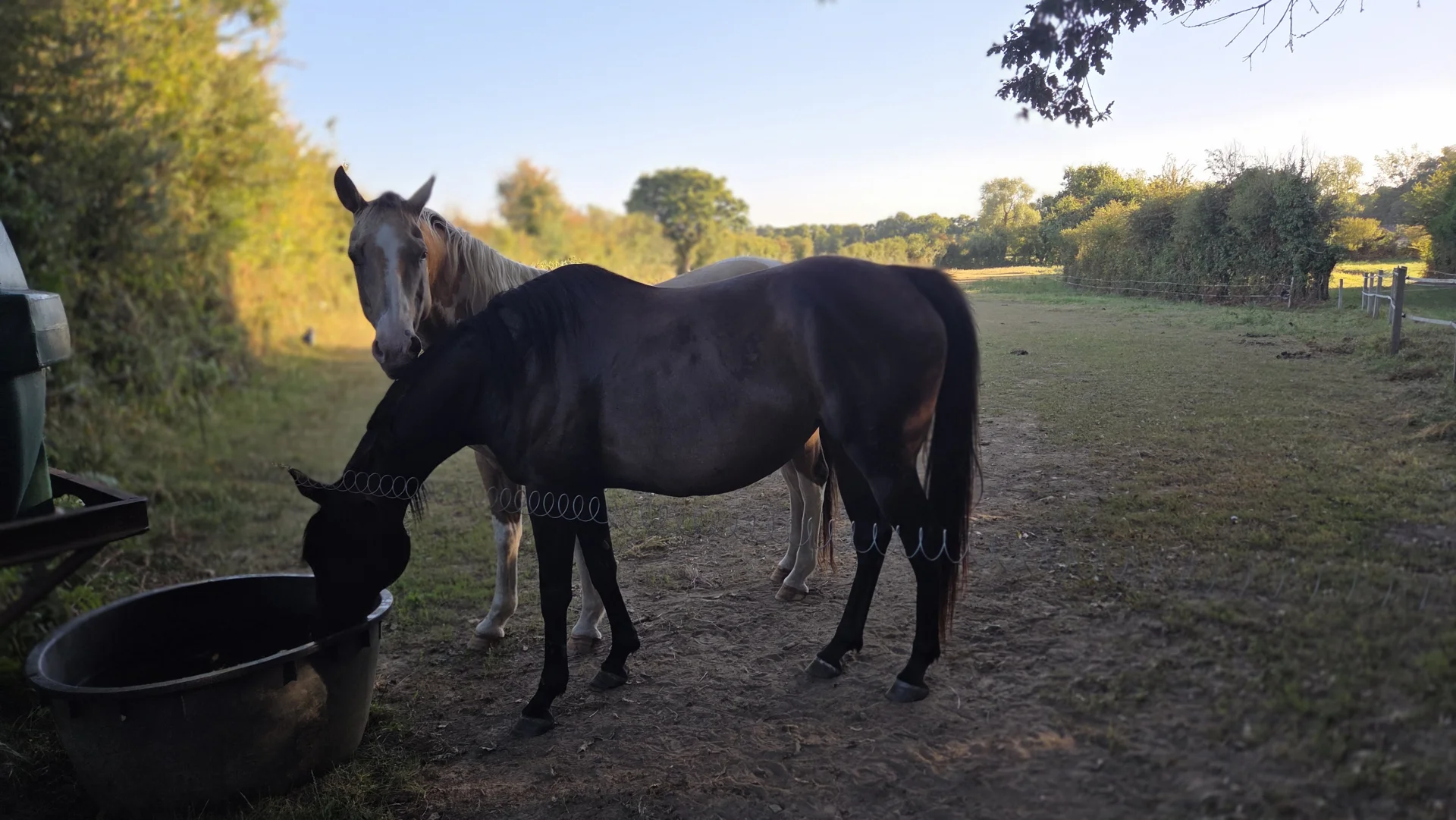 Accueil chevaux randonnée équestre - Domaine de l'Entre-Deux Plévenon Bretagne
